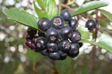 食べてダイエットしたい人に役立つ スーパーフード アロニア Cycle やわらかスポーツ情報サイト