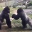 ゴリラがマジ切れで動物園の強化ガラスを…！？ 画像
