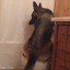 洋式トイレに座って用を足すワンコがお利口すぎる 画像
