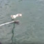 「なぜこんな所に・・・」海の清掃中に職員が発見した漂流物に思わず目を疑った。 画像