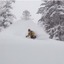 【動画】世界が認める北海道のパウダースノー、バックカントリーで楽しむ 画像