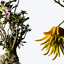 銀座に植物園？摩訶不思議な希少種を集めた「ウルトラ植物博覧会」 画像