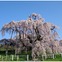 桜の開花予想、日本気象協会が2月3日からスタート