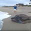【動画】スケールが違う!! 産卵を終えた世界最大級のウミガメが海へ戻っていく様子