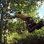 【動画】まるでターザンのようだ…森の中でパルクールをやったらこうなった