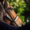 【札幌記念／危険な人気馬】洋芝OKの4歳一角に黄信号　「7割が馬券圏外」の臨戦過程、“産駒は勝ち星ゼロ”の舞台に懸念