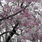 桜の開花はどうやって予想する？　どの木に何輪咲いたら開花なの？