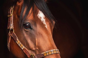 【マイルCS／穴ライズ】想定オッズ“20倍”前後は人馬共に「京都巧者」の盲点　府中＜淀の適性で浮上の余地あり