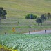 Farmland peppered throughout the ride