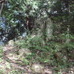 公園内の森にある踏み跡を辿ると、このような岩場に到着する。