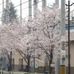 昭島球場周辺の桜も満開