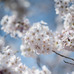 日本の桜を世界へ拡散。富士フイルムとGoogle+がSNS投稿型写真コンテスト