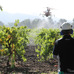 米国の葡萄畑で試験散布中のヤマハ発動機製産業用無人ヘリ