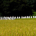 神田抜穂祭　(Ceremony of profit in rice field for Kami)