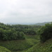 伐採地跡からの眺め。遠くの方に山も見える。晴れていれば、もっとはっきりと見えたのに。