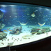 女性限定ヨガレッスン「水族館ヨガ」がサンシャイン水族館で開催