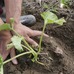 【礒崎遼太郎の農輪考】自らで作り、食べる喜びを深く知る