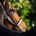 【宝塚記念／危険な人気馬】レガレイラにローテ＆血統の”勝率0%データ”　「歴史的名馬も成し得なかった高い壁」