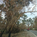 Bushfire Adelaide hills