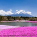 富士急行は、富士五湖の一つである本栖湖にほど近いエリアにある富士本栖湖リゾートにて、4月19日より「2014富士芝桜まつり」を開催する。
