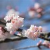 全国で最初の桜が開花…鹿児島気象台発表