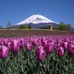 富士の裾野でチューリップ　5月3日
