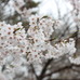 日本を代表する花・桜。この花を見ると、無性に花見をしたくなるのは、筆者だけではない筈。