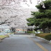 茨城県庁付近にある桜並木。