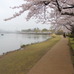 千波湖畔は遊歩道が整備されており、ジョギングやウォーキングをする人で賑わう。桜を眺めながらの散歩も乙である。