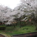 桜山公園の桜。桜の季節は桜山一帯が桜色に染まる。