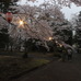 夕暮れにはぼんぼりに灯りがともり、夜桜モードに様変わり。