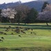 奈良観光をスムーズにするパークアンドライド・サイクルライドは6月1日まで開催