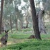 Flinders range