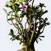 「ウルトラ植物博覧会 西畠清順と愉快な植物たち」、ポーラ ミュージアム アネックスにて開催中。8月16日まで。